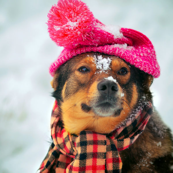 Schützen Sie Ihren Hund in diesem Winter