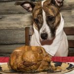 dog looking at thanksgiving turkey