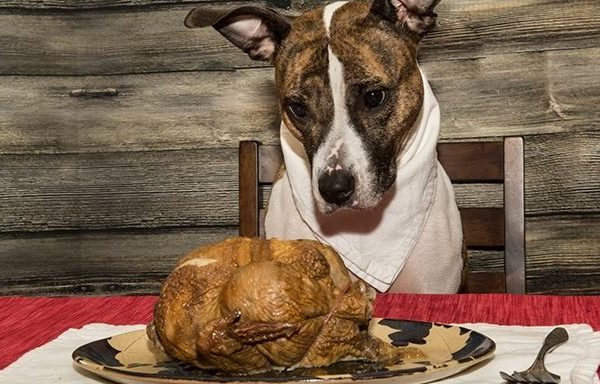 dog looking at thanksgiving turkey