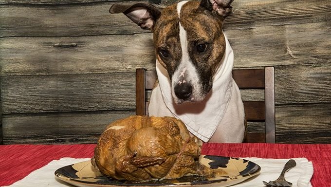 Hund suchen Thanksgiving-Truthahn