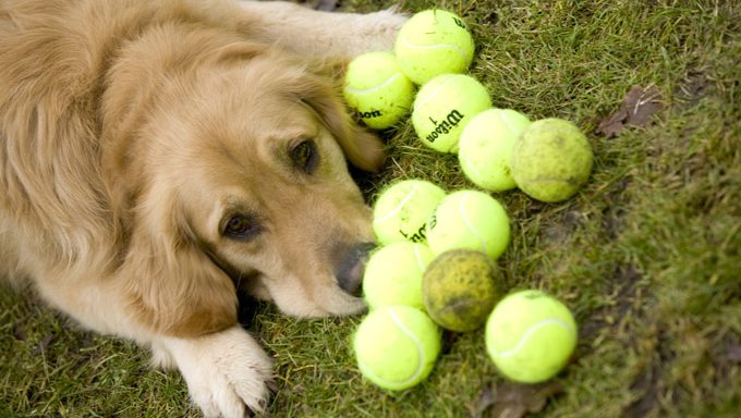 Golden Retriever mit Tennisbällen lernen, wie man Fetch spielt