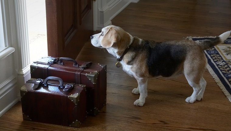 Leaving home - antique red brown leather suitcases on wood floor with front door ajar