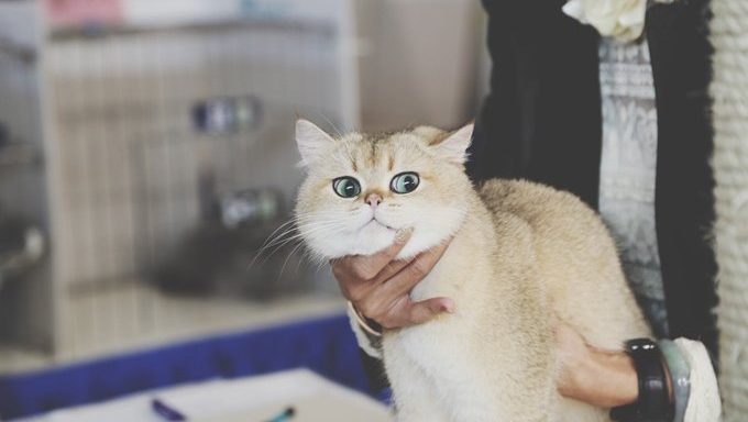 Katze im Büro eines Tierarztes, das erschrocken schaut