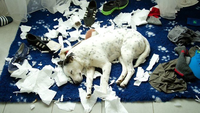 Hündchen schläft, nachdem es Schuhe und Toilettenpapier zerstört hat.