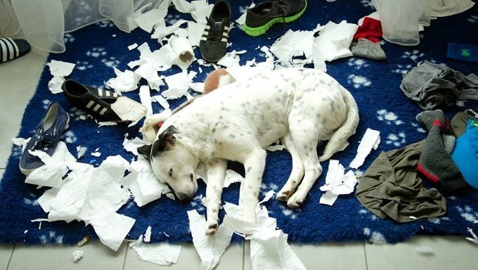 Puppy dog is sleeping after destroying shoes and toilet paper.