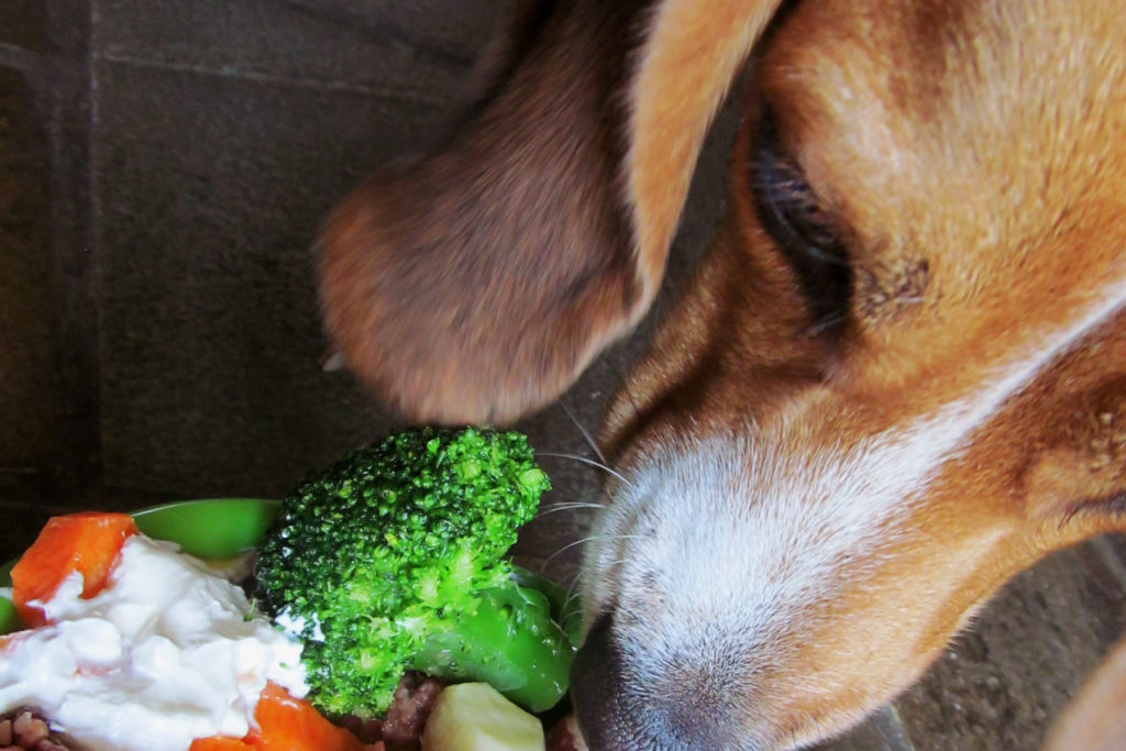 Sollte Gemüse Teil der Ernährung eines Hundes sein?