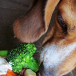 Sollte Gemüse Teil der Ernährung eines Hundes sein?