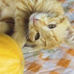 Thanksgiving tips for cats. A cat playing with squash.