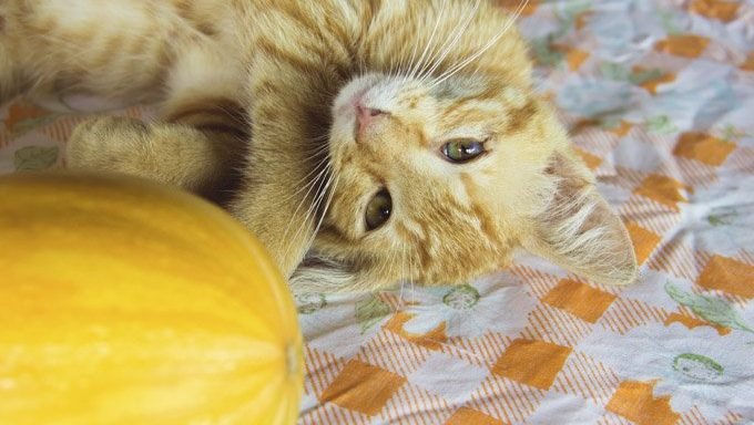 Thanksgiving tips for cats. A cat playing with squash.