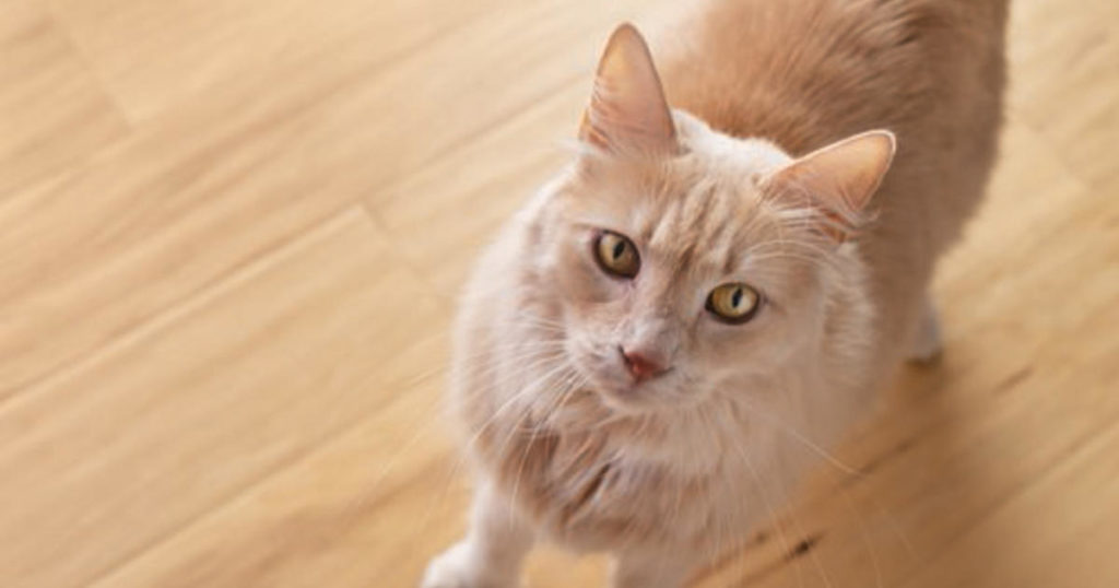 Verständnis von Katzenasthma, einschließlich der besten Katzenstreu für Katzen mit Asthma