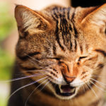 Warum Katzen niesen