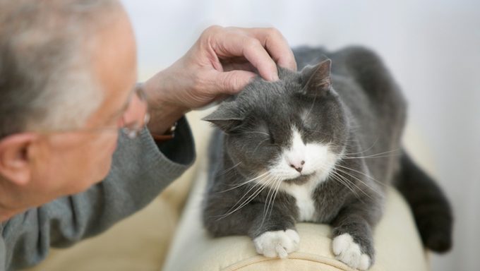 älterer Mann Senior Katze streicheln