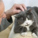 older man petting senior cat