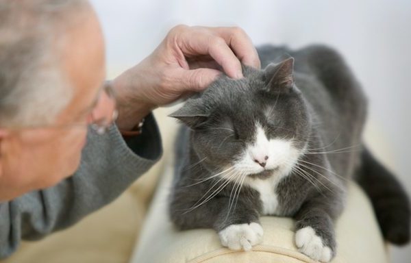 older man petting senior cat