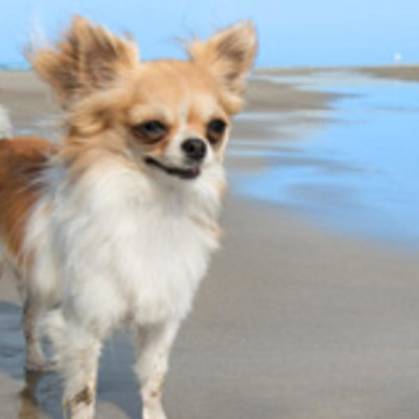 Aszites bei Hunden Symptome, Ursachen und Behandlungen Haustiere Welt