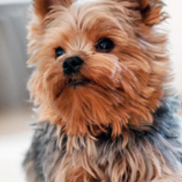 Nierenversagen bei Hunden Symptome, Ursachen und Behandlungen