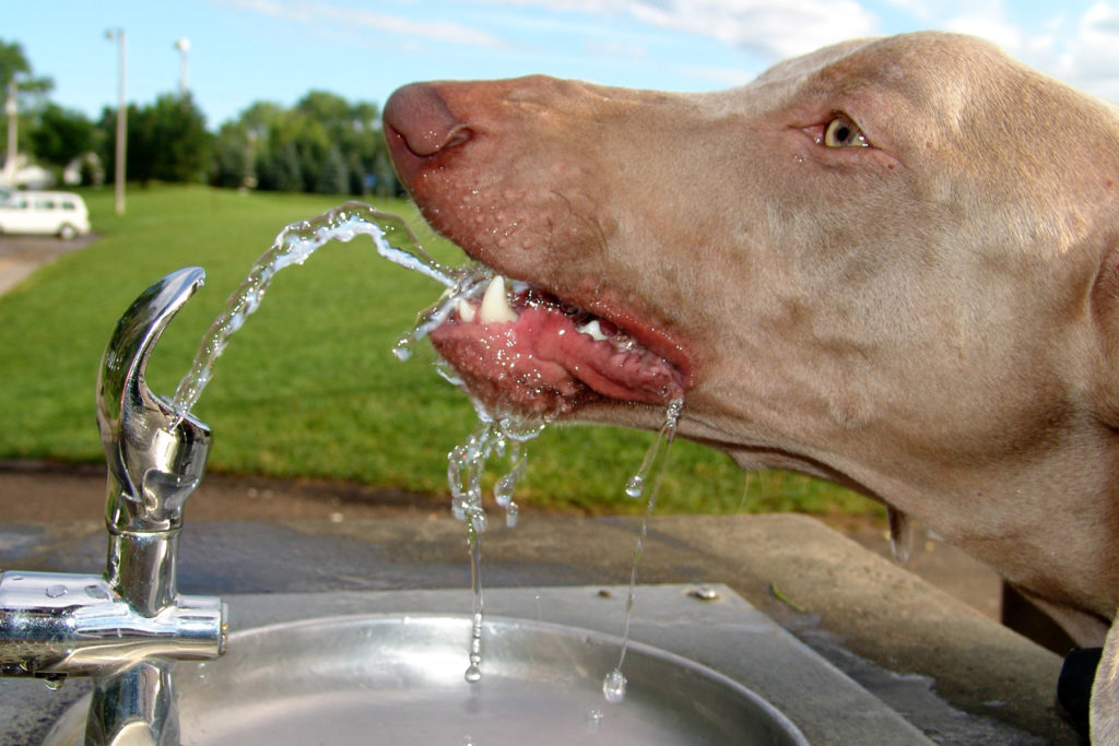 Wasser und die Gesundheit Ihres Hundes