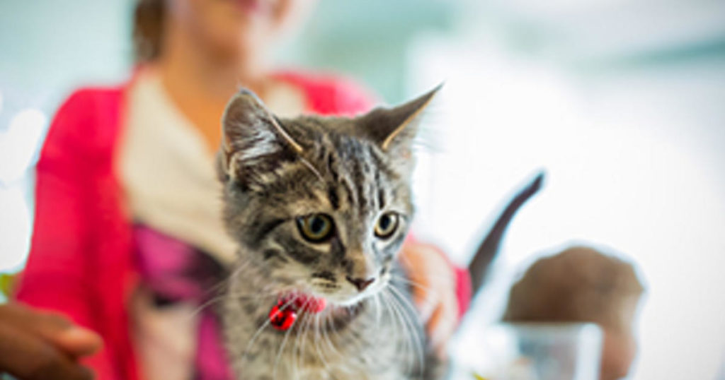 Welche Nährstoffe benötigen Kätzchen in ihrem Katzenfutter?
