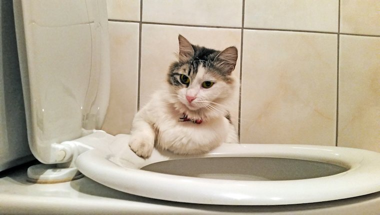 Welttoilettentag: 6 Katzen spielen mit Ihrer Toilette [VIDEOS]