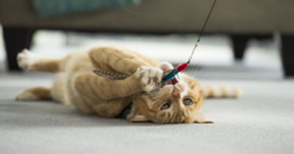 Wie helfen Katzen bei der tiergestützten Therapie?