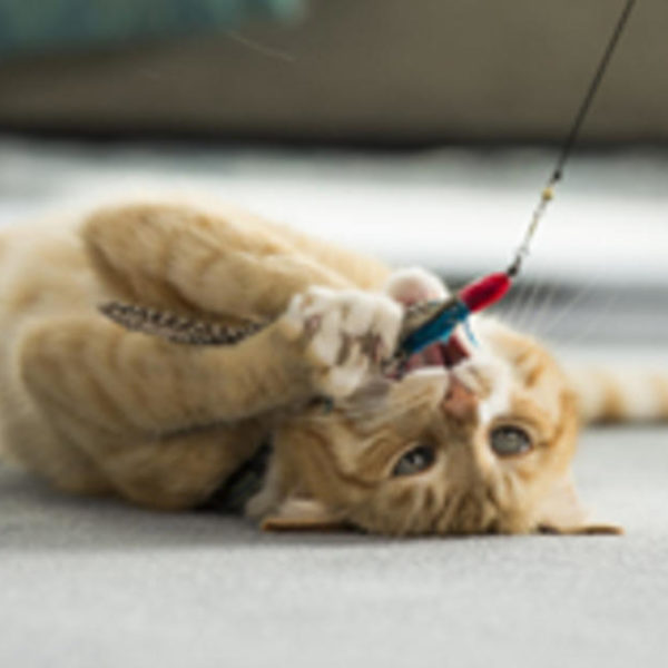 Wie helfen Katzen bei der tiergestützten Therapie?
