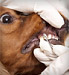 Zahnpflege für Haustiere