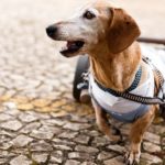 Paraplegic dachshund senior dog