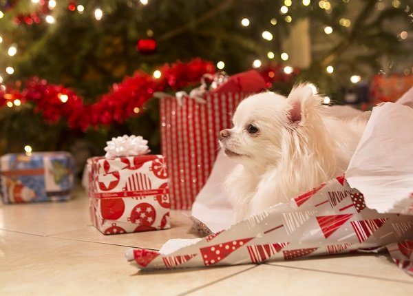 A cute, long haired white Chihuahua puppy rests in a pile of wrapping paper by the christmas tree adorned with lights and garland.