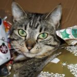 10 Katzen, die National Re-Gifting Day lieben [PICTURES]
