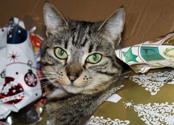 10 Katzen, die National Re-Gifting Day lieben [PICTURES]