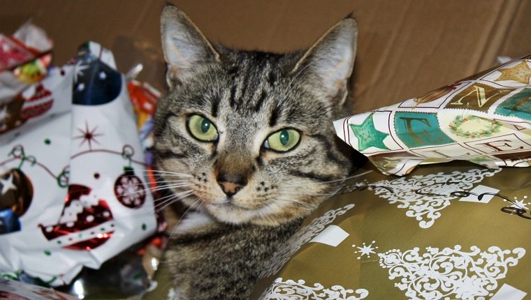 Nette Katze, die mich beim Lügen in weggeworfenem Weihnachtspackpapier betrachtet