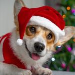 Funny shooting of cute red and white corgi laying on the sofa and wearing Santa Claus costume. New year or Christmas tree lights background