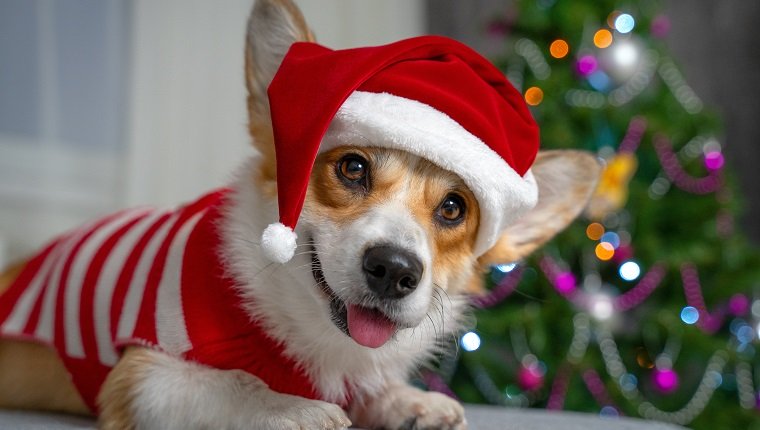 Lustiges Schießen des netten roten und weißen Corgis, der auf das Sofa legt und Santa Claus-Kostüm trägt. Neues Jahr oder Weihnachtsbaum beleuchtet Hintergrund