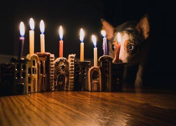 best hanukkah gifts for your dog 2018