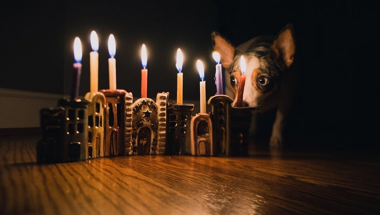 best hanukkah gifts for your dog 2018