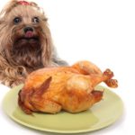 A small brown dog lies behind a Thanksgiving turkey licking her chops.