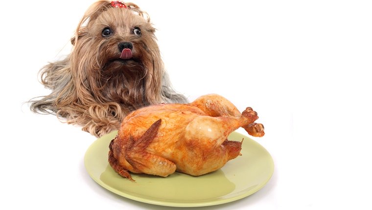 A small brown dog lies behind a Thanksgiving turkey licking her chops.