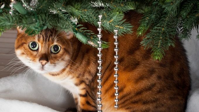 schüchterne Katze, die unter Weihnachtsbaum sitzt
