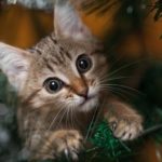 cat standing by broken ornaments