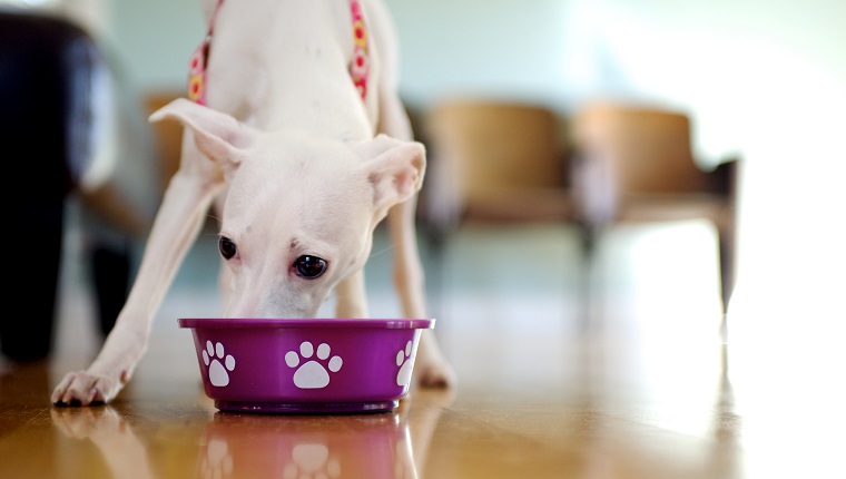 Ein weißer italienischer Windhund, der von einem purpurroten Hundeteller oder von einer Schüssel isst.