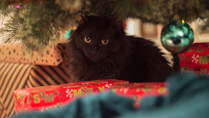 schwarzes Kätzchen, das unter Weihnachtsbaum sich versteckt