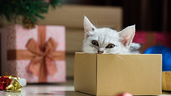 Katze im Kasten durch Weihnachtsbaum