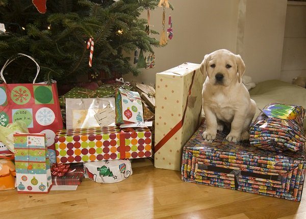 A puppy sits amongst Christmas presents in Lovell, Maine.