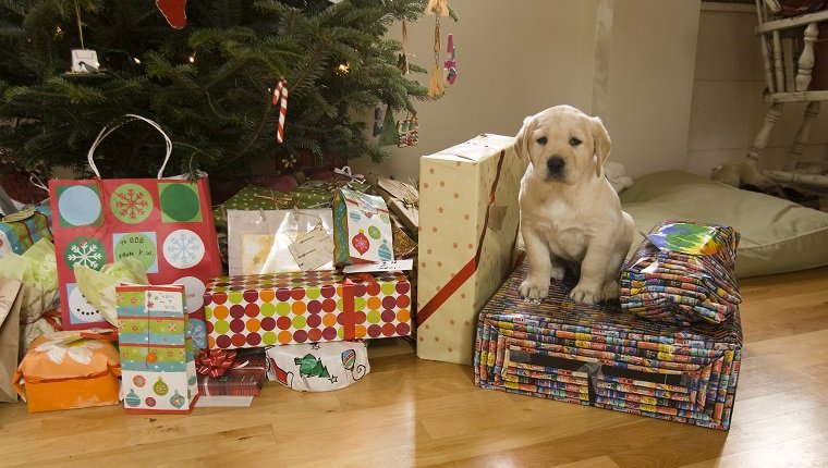 A puppy sits amongst Christmas presents in Lovell, Maine.