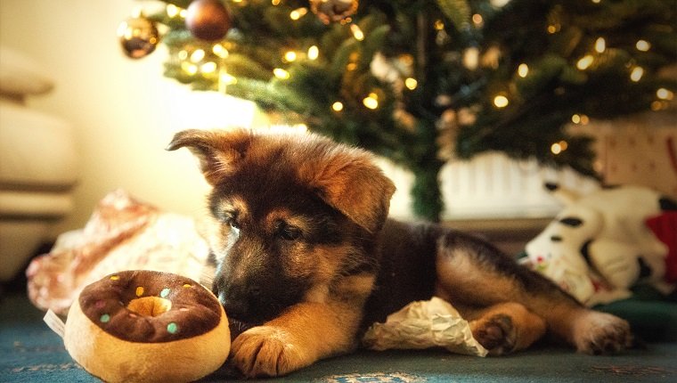 Schäferhund-Welpe mit Weihnachtsdekorationen