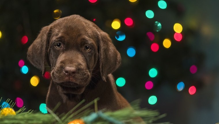 Ein junger netter entzückender 8-wöchiger alter gelber Labrador retriever-Welpe, der unter den Weihnachtsdekorationen auf dem Boden, die Kamera betrachtend, mit mehrfarbigen Lichtern auf einem Weihnachtsbaum im Hintergrund nachts zuhause sitzt. 