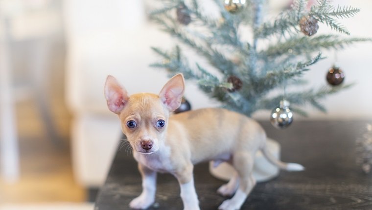 Sieben Wochen alter Chihuahuawelpe auf Couchtisch mit kleinem Weihnachtsbaum