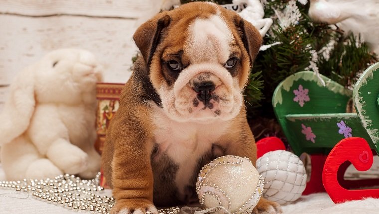 Welpen-englische Bulldogge auf einem Hintergrund einer Dekoration des neuen Jahres