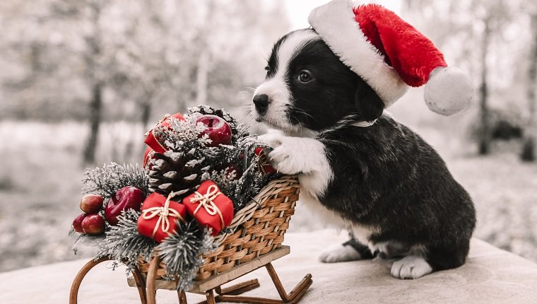 lustiger Waliser-Corgipembrokewelpe mit Schlitten des neuen Jahres mit Geschenken auf Weihnachten