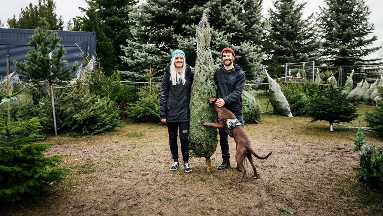 Ein junges Paar mit einem Hund wird draußen gestanden, lächelt und hält eine frisch abgeholzte Kiefer, die im Netz eingewickelt ist und bereit ist, für Weihnachten mit nach Hause zu nehmen.